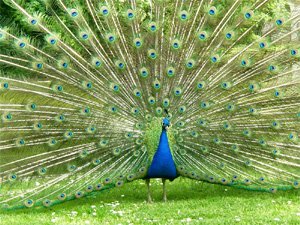 peacock